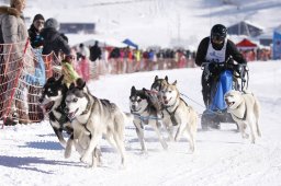 Lenk 2013